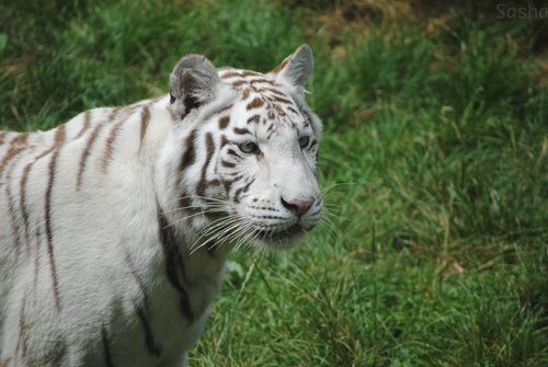 7 - Tigre blanc.