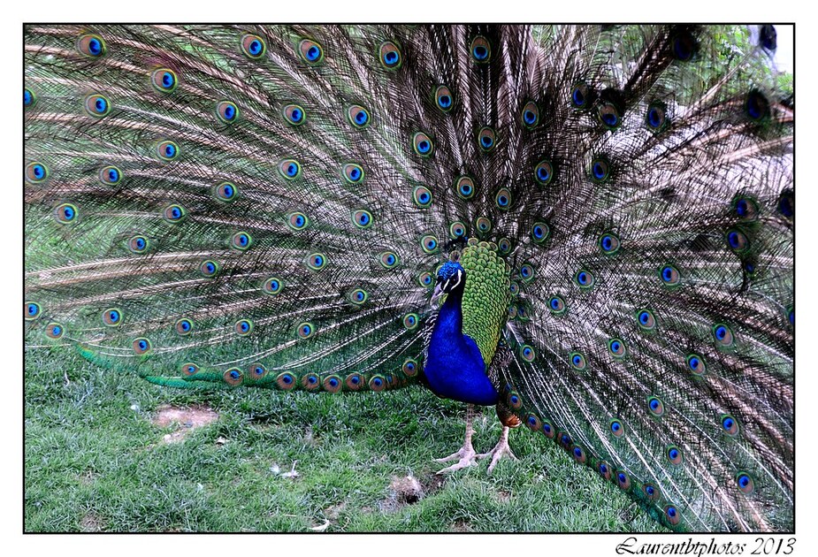 Zoo de Beauval, encore des oiseaux...