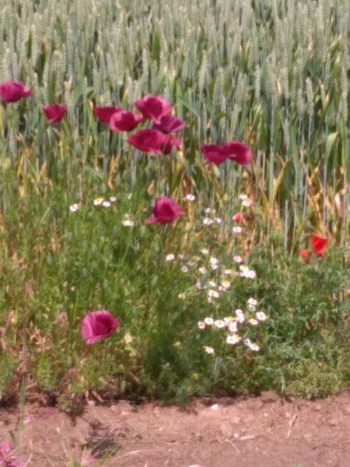 coquelicots