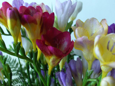 Freesia (freesia), fleur du jardin