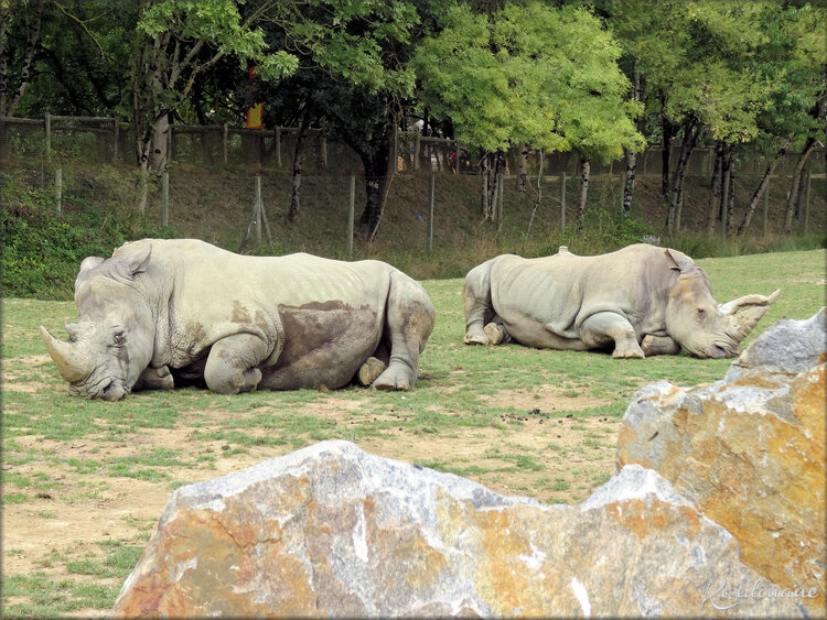 Photo de Rhinocéros blanc - Planète Sauvage