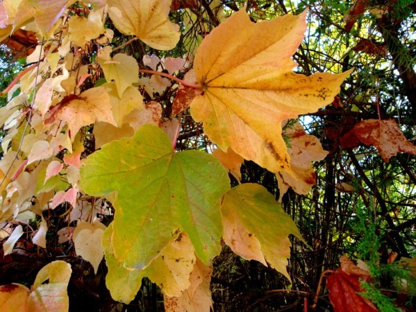 feuilles d'automne