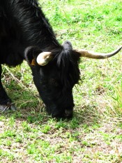 vache noire