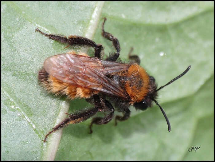 Andrena fulva.