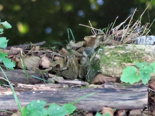 Grenouille des champs ou grenouille oxyrhine (Rana arvalis)