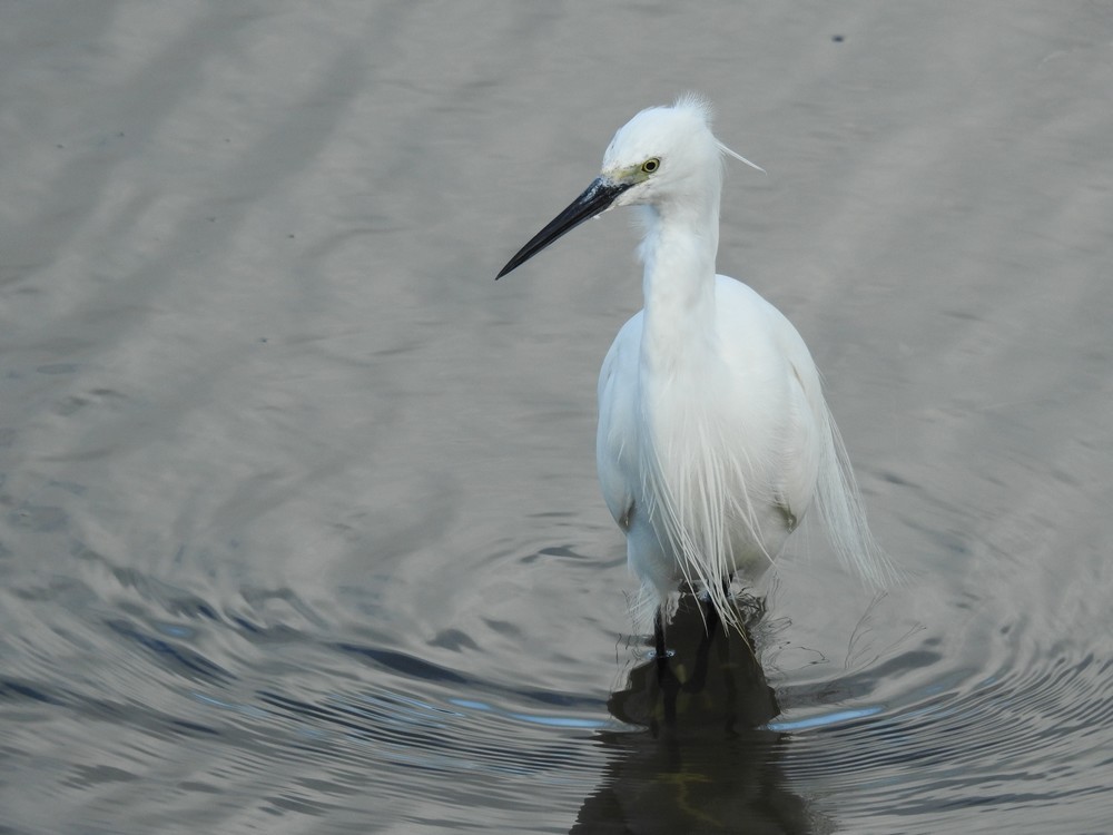 Bientôt vous pourrez me découvrir en &quot;attachée de presse d'une aigrette garzette&quot;...