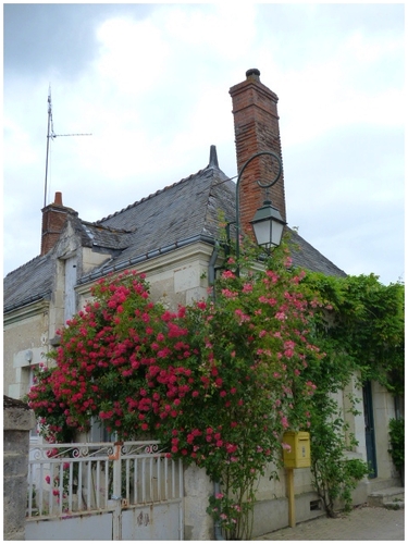 Chédigny .. une suite fleurie et parfumée 