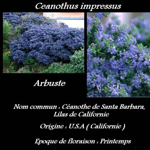 Ceanothus impressus  