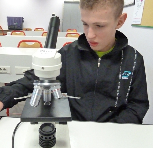  les fougères microscope svt