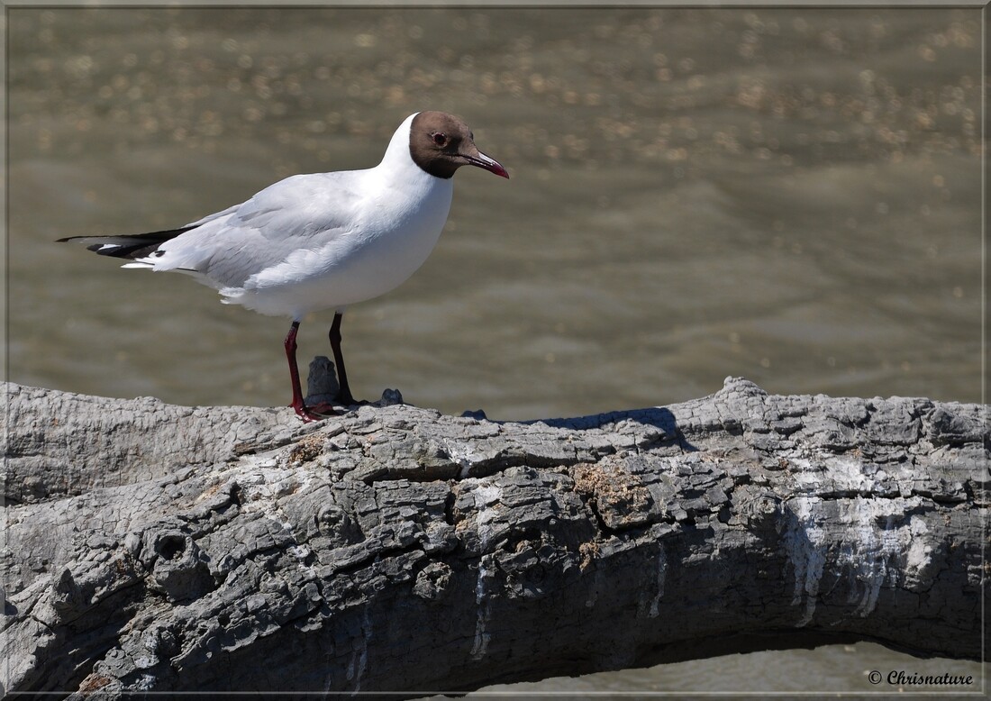 Mouette rieuse