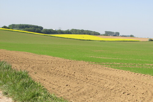        -   ma marche ce matin dans ma campagne