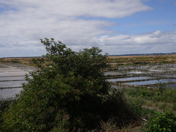 Les marais salants du coté de Batz sur Mer