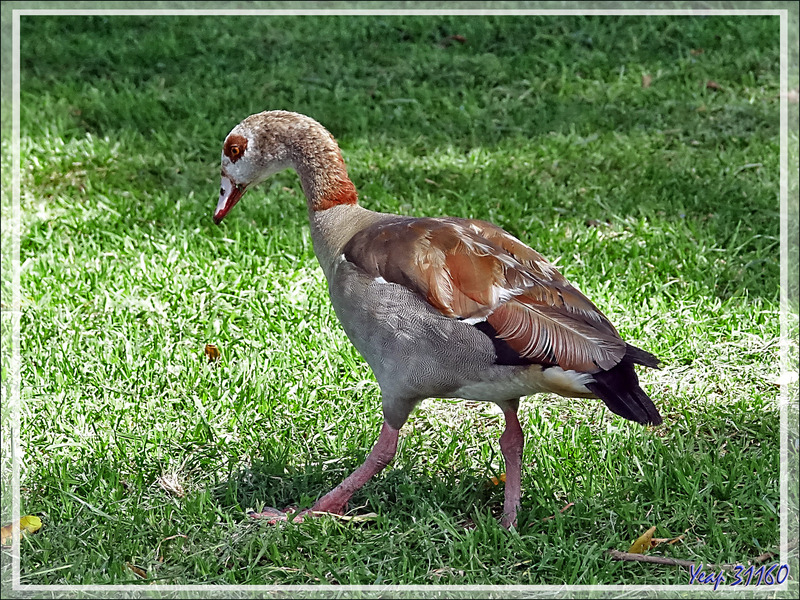 Ouette d'Égypte, Egyptian Goose (Alopochen aegyptiaca) - Jardin Kirstenbosch - Cape Town - Afrique du Sud