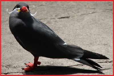 L'oiseau à moustaches