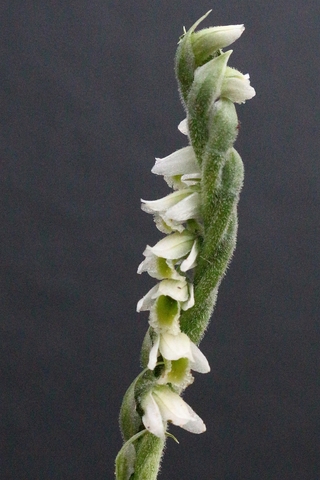 Spiranthes spiralis - Spiranthe d'automne