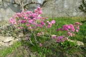 rhododendron 'boskoop ostara'