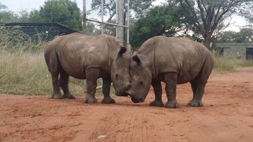(-*♥*-)  J’ai eu le souffle coupé quand j’ai vu un rhinocéros si près d’un enfant, mais son histoire est BIEN plus choquante !