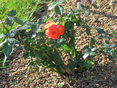 mon jardin en fleurs