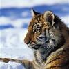 Jeune Tigre dans la neige