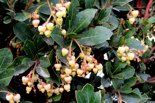 L'arbousier : fleurs et fruits !