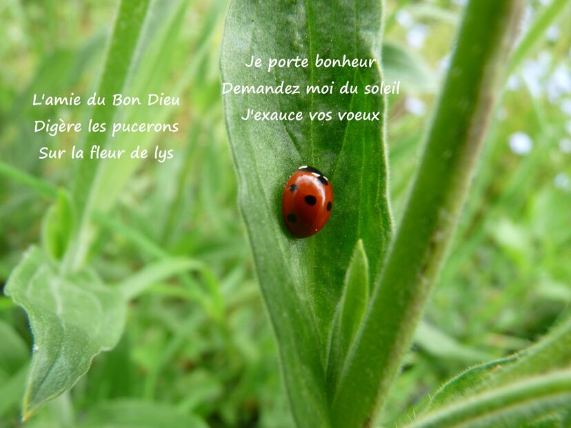 La fête à l'hélico de Bra sur Lienne