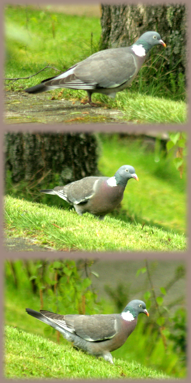 Pigeon ramier (appelé "palombe" dans le sud ) - Lartigau - Milhas - 31