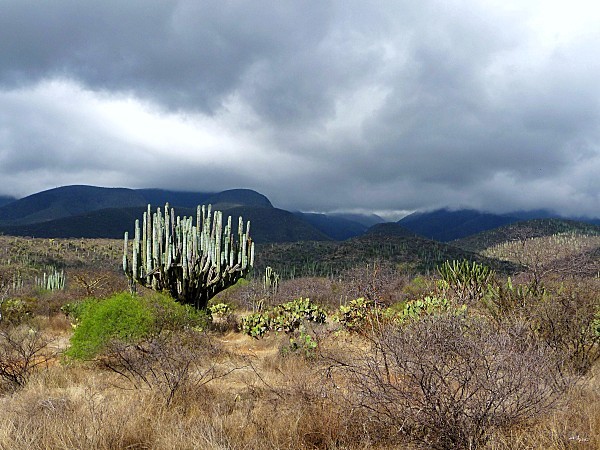 Cactus candélabre paysage (2)