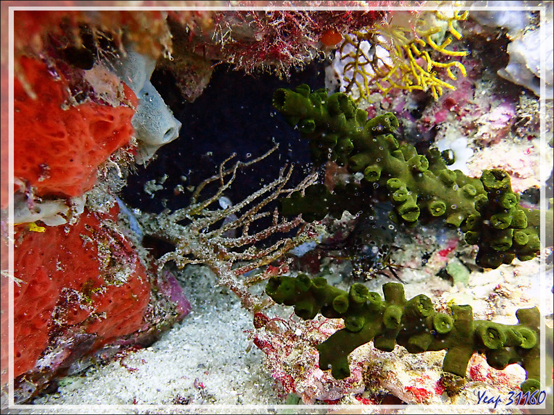 Cachée derrière le corail Tubastrée arborescente (Tubastrea micrantha) : Squille multicolore, Peacock mantis shrimp (Odontodactylus scyllarus) - Tétons - Tsarabanjina - Nosy Mitsio - Madagascar