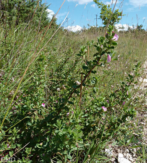 Ononis spinosa - Ononis repens  -  bugrane rampante