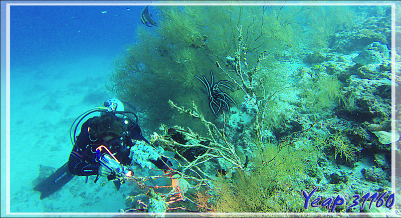 Compagnon de plongée et le moniteur recherchant probablement des poissons fantômes - Kuda Miaru Thila - Atoll d'Ari - Maldives