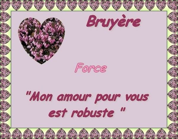 Bruyère