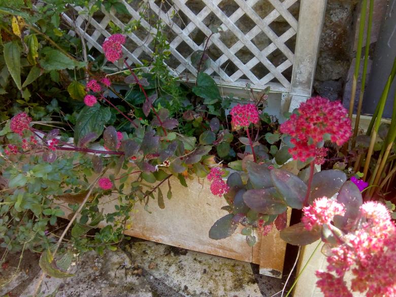 quelques photos de mon jardin ce dimanche