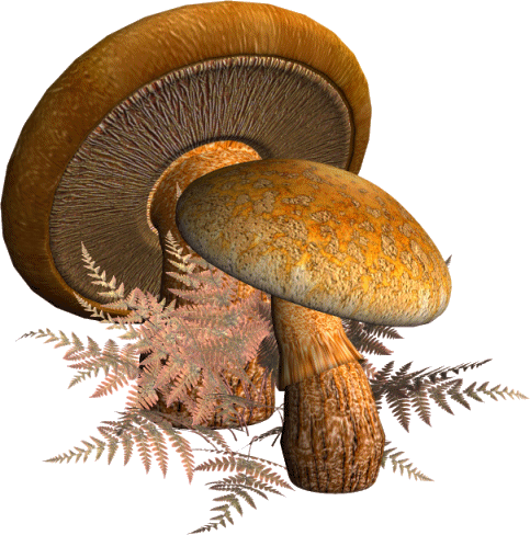 Champignons