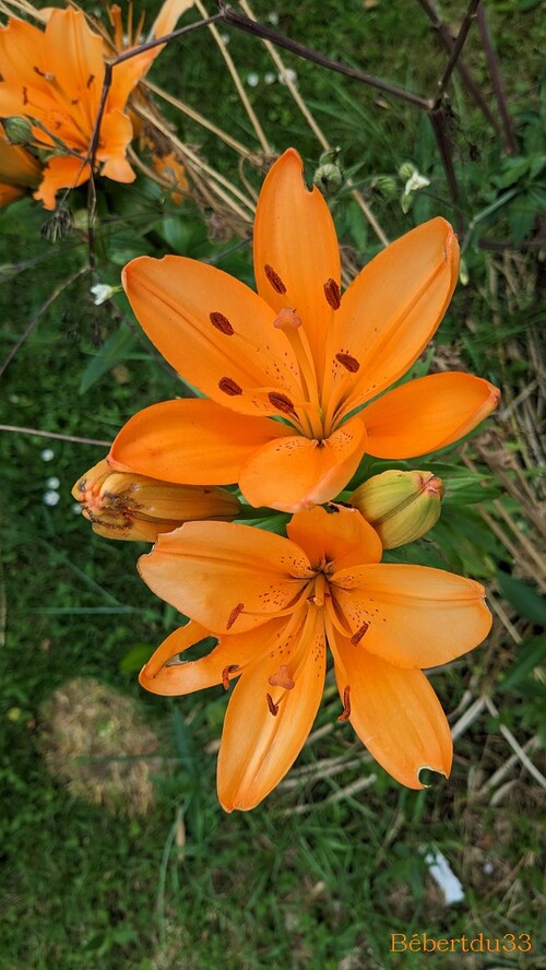 Nos fleurs du jardin - 3