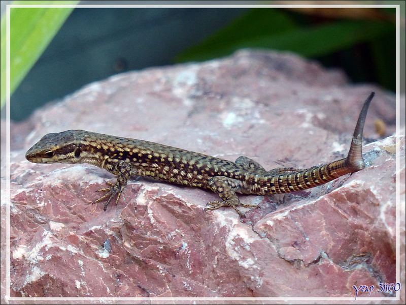 Lézard des murailles : une bizarrerie de la nature - Lartigau - Milhas - 31