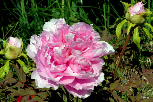 Les pivoines de mon jardin 