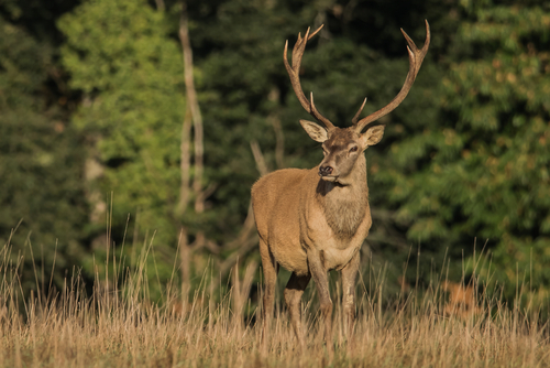 LE CERF