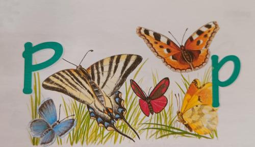 les papillons