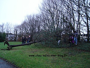 arbre tombé 201105