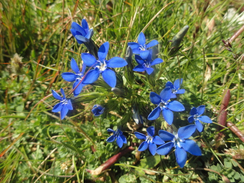 Fleurs bleues