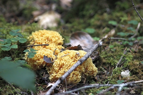 ramaria aurea - clavaire dorée (comestible jeune)