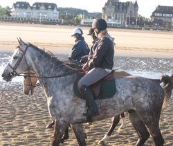 voici des chevaux et poney de brimborion