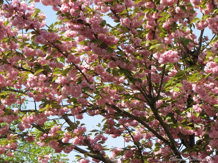 Cerisier à fleurs du Japon