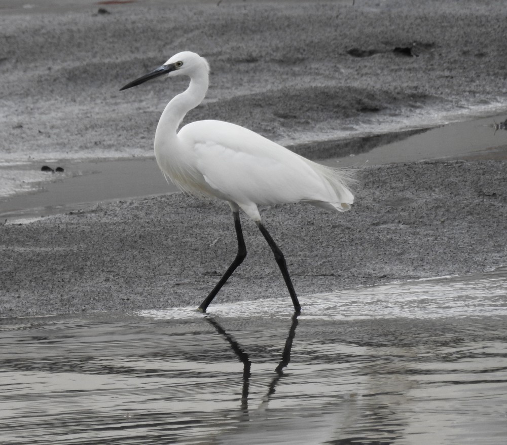 L'aigrette garzette du Port de Biganos...