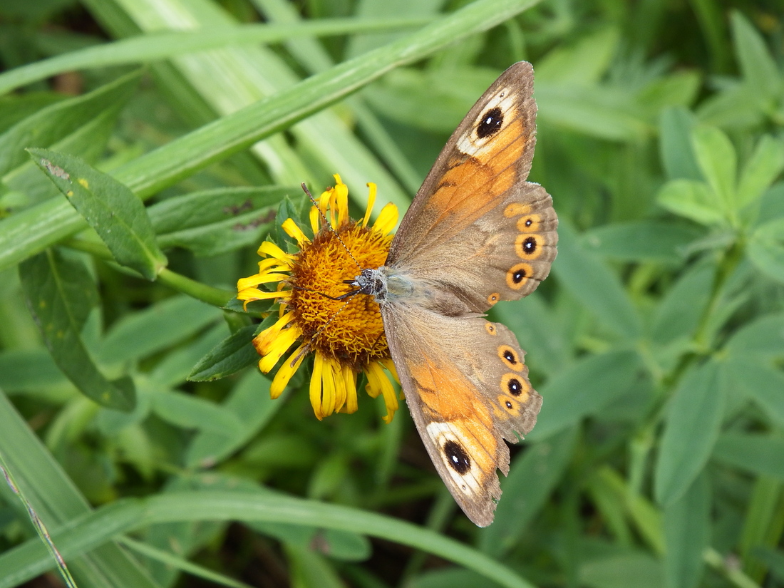 un beau papillon 