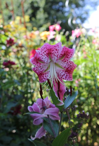 Lys trompette 'Speciosum Rubrum' 