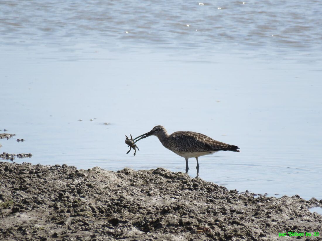 des oiseaux qui ont faim