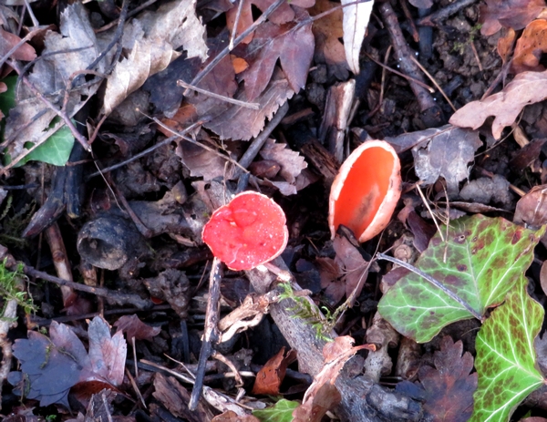 Une jolie sortie au bord du lac de Marcenay, avec la société mycologique, à la recherche de champignons d'hiver.....