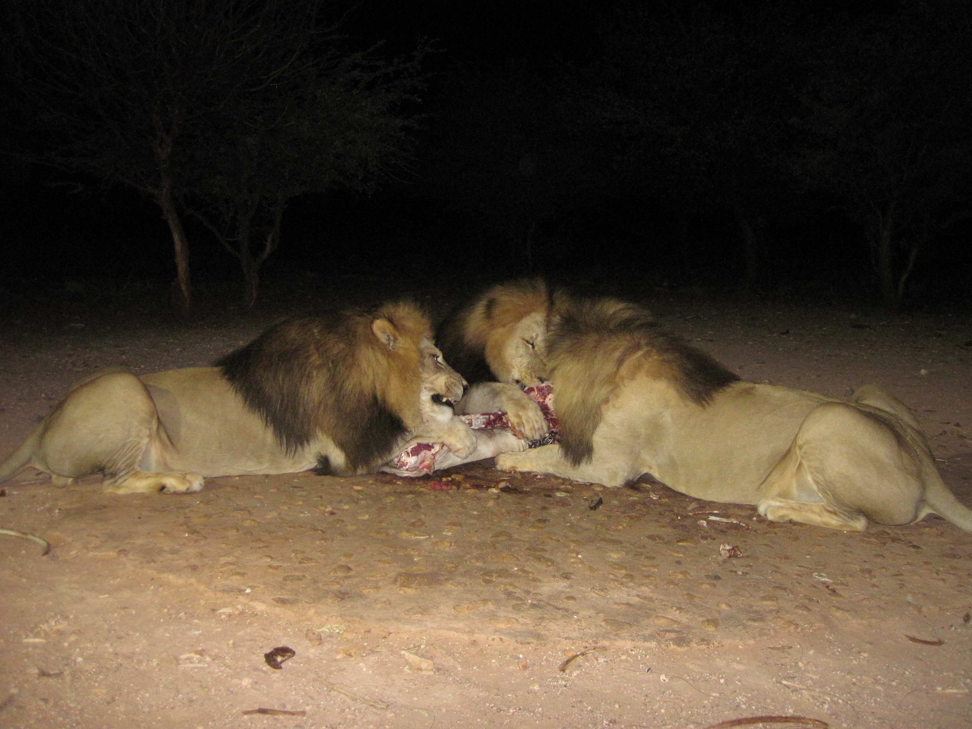 Mount Etjo Lion Feed