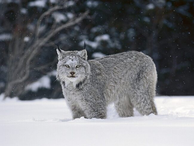 10 images de Gros Félins